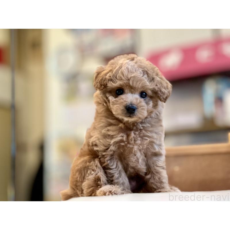 販売中の大阪府のタイニープードル-437190の6枚目
