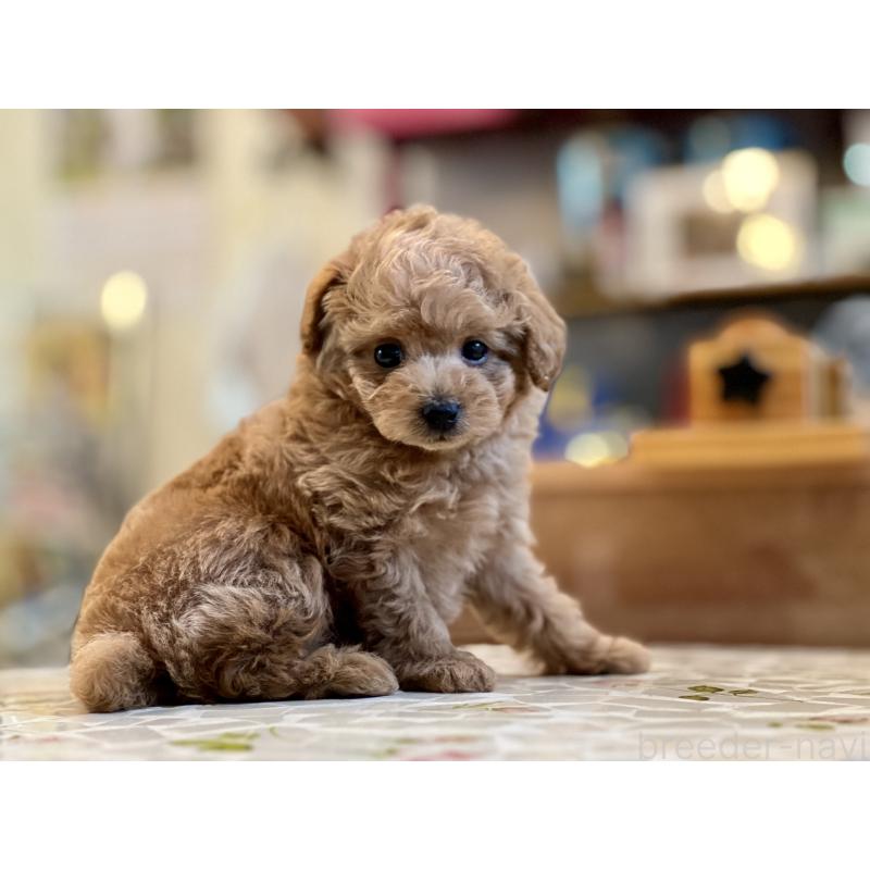 販売中の大阪府のタイニープードル-437190の4枚目