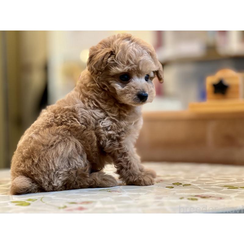 販売中の大阪府のタイニープードル-437190の3枚目