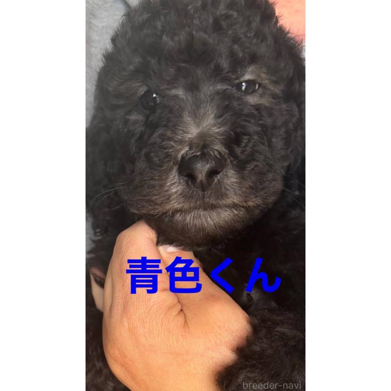 販売中の大分県のスタンダードプードル-437191の1枚目