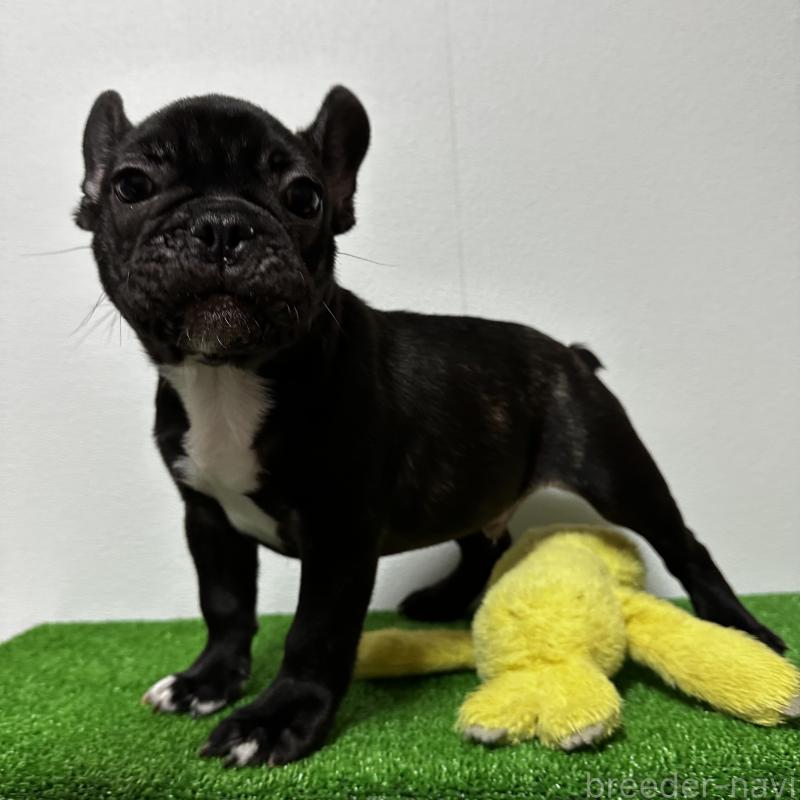 成約済の兵庫県のフレンチブルドッグ-426933の8枚目