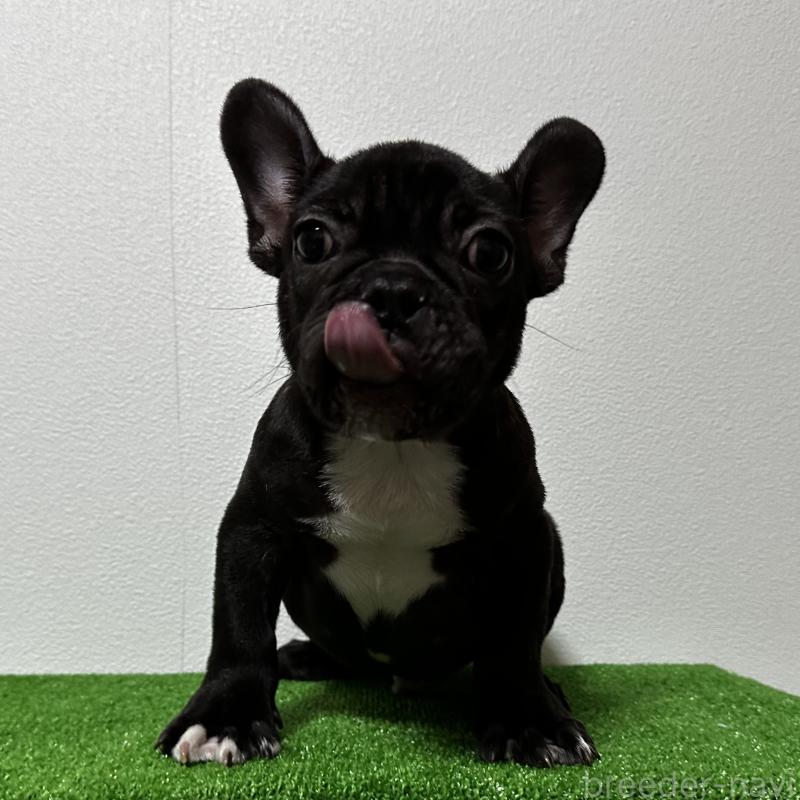 成約済の兵庫県のフレンチブルドッグ-426933の7枚目