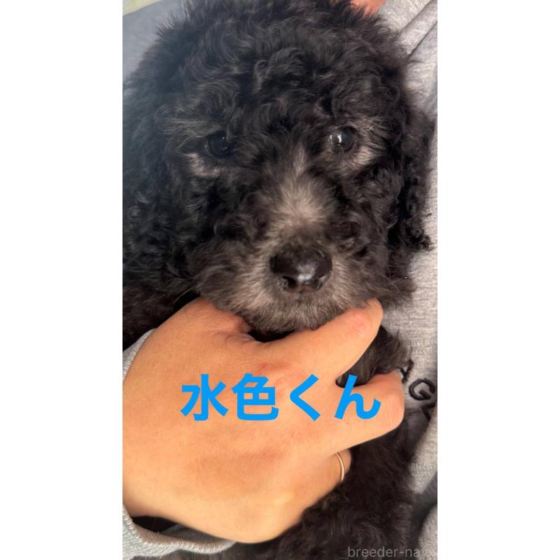 販売中の大分県のスタンダードプードル-437192