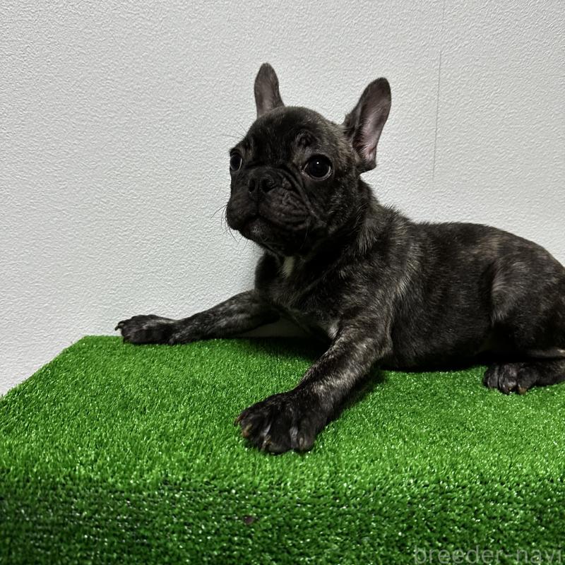 販売中の兵庫県のフレンチブルドッグ-422377の6枚目