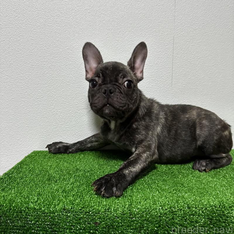 販売中の兵庫県のフレンチブルドッグ-422377の5枚目