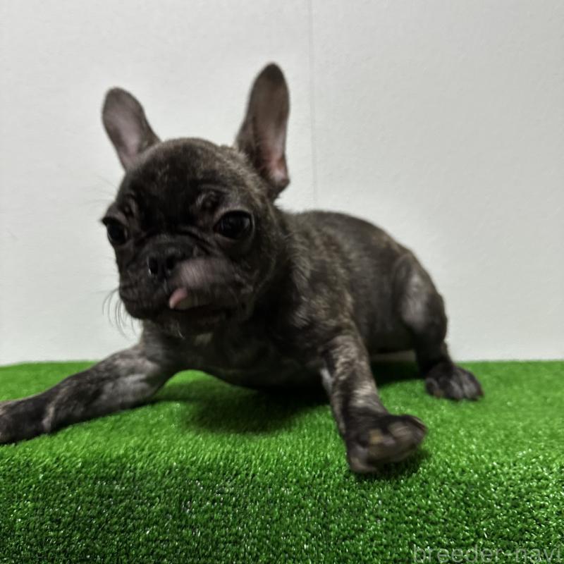 販売中の兵庫県のフレンチブルドッグ-422377の4枚目