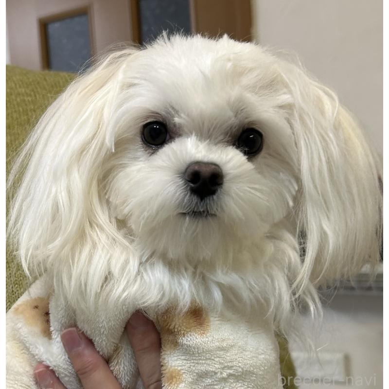 ゆきちゃん1枚目