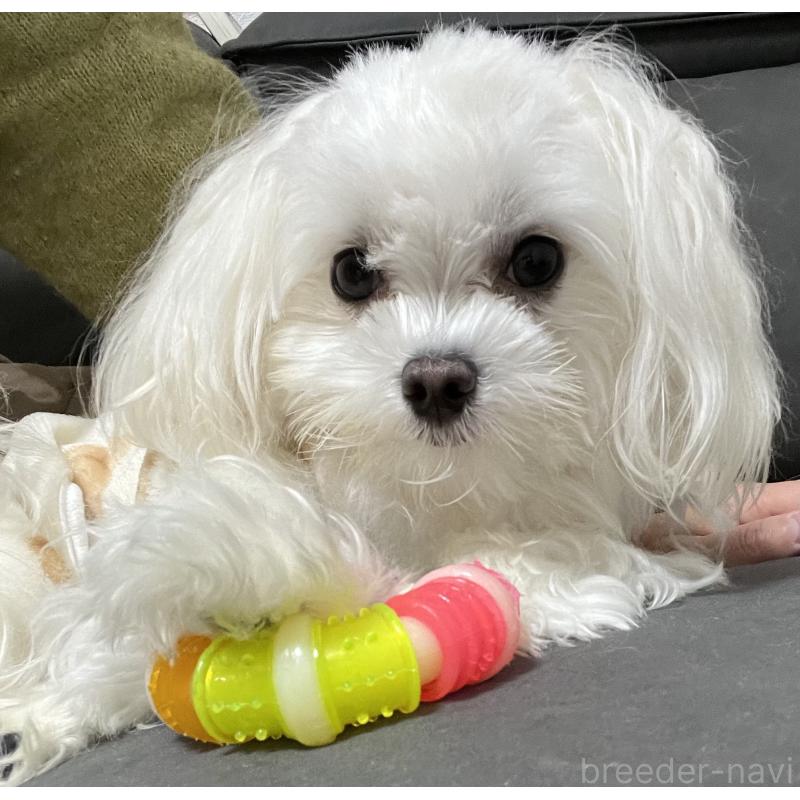 ゆきちゃん1枚目