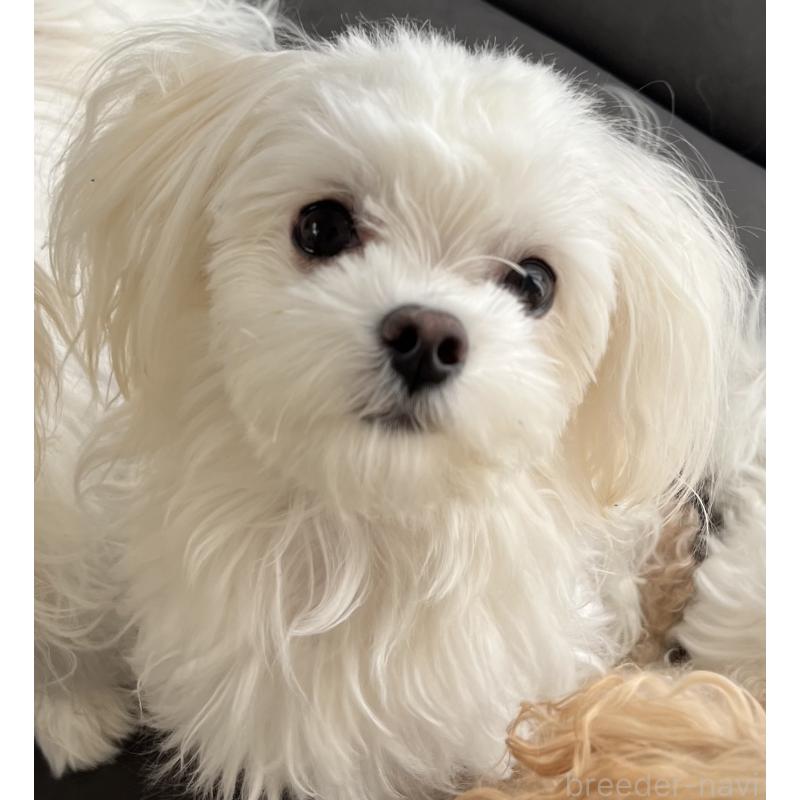 ゆきちゃん1枚目