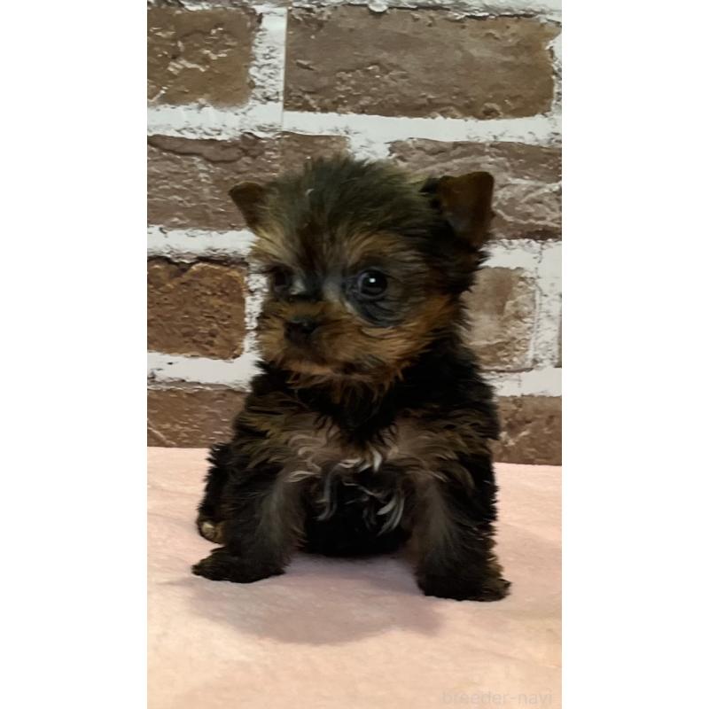 販売中の鹿児島県のヨークシャーテリア-437194の11枚目