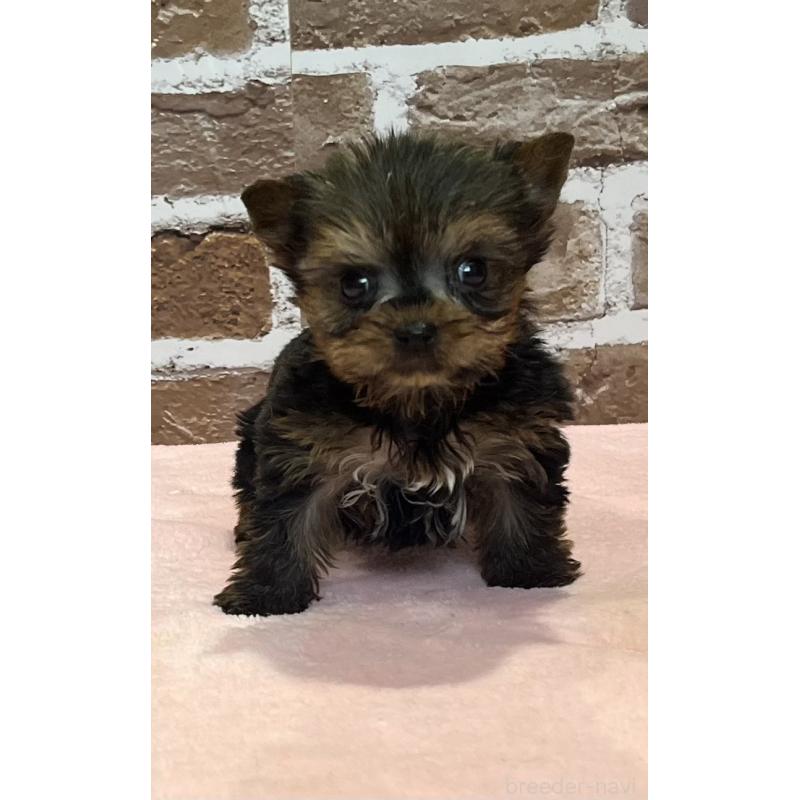 販売中の鹿児島県のヨークシャーテリア-437194の10枚目