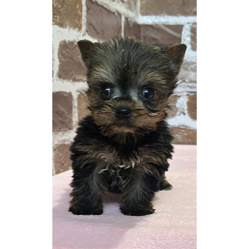 販売中の鹿児島県のヨークシャーテリア-437194の1枚目