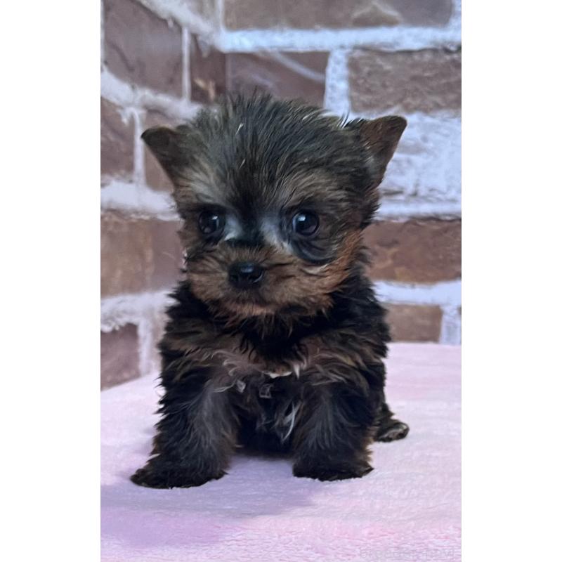 販売中の鹿児島県のヨークシャーテリア-437194の9枚目