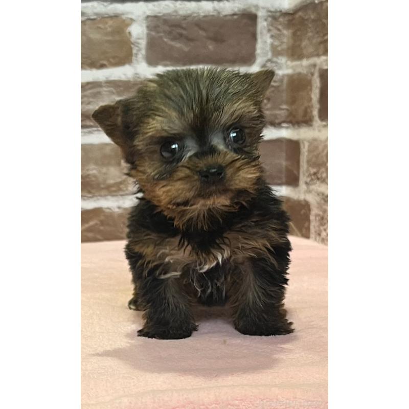 販売中の鹿児島県のヨークシャーテリア-437194の8枚目