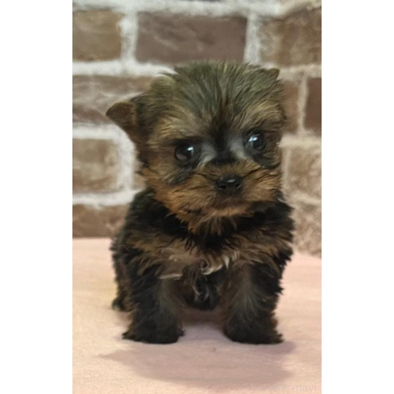 販売中の鹿児島県のヨークシャーテリア-437194の6枚目