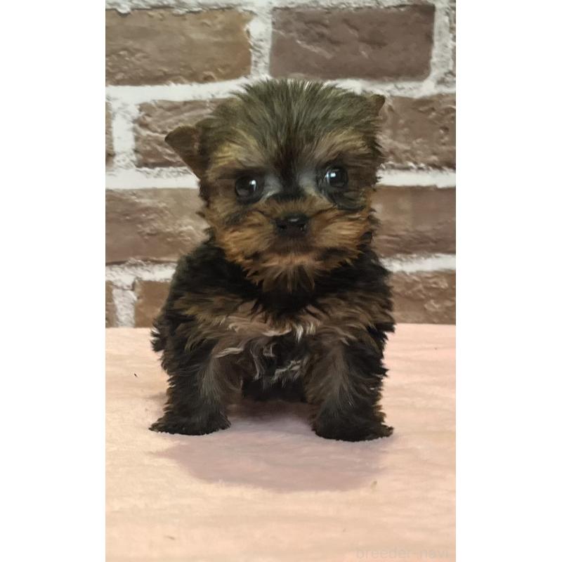 販売中の鹿児島県のヨークシャーテリア-437194の5枚目