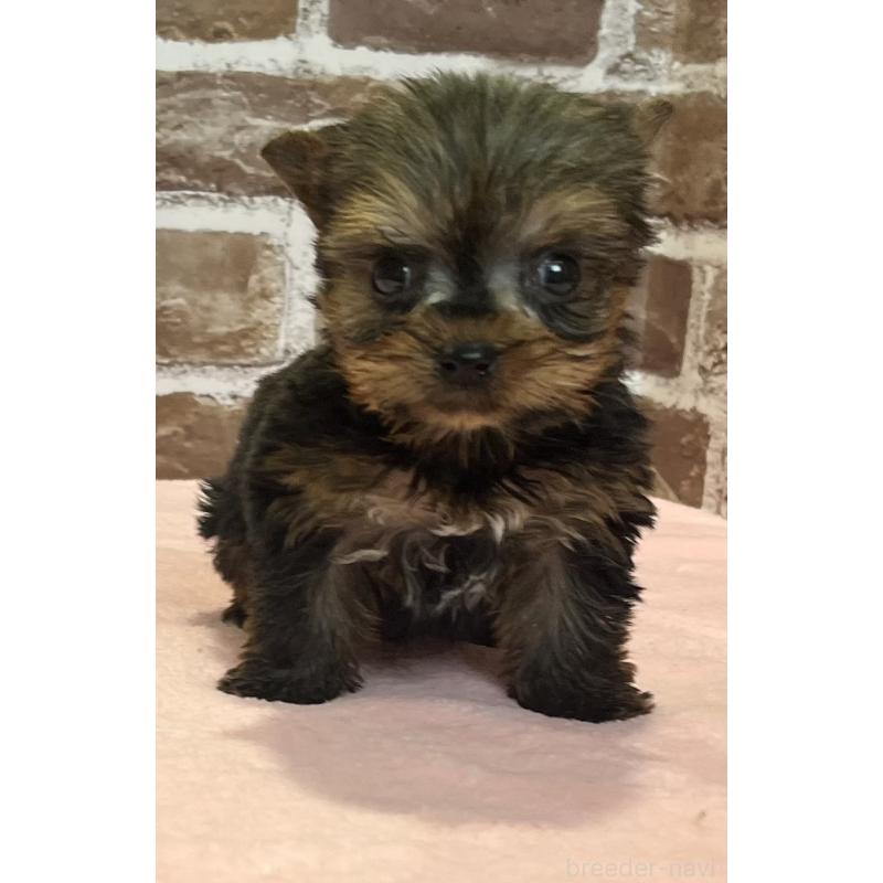 販売中の鹿児島県のヨークシャーテリア-437194の4枚目