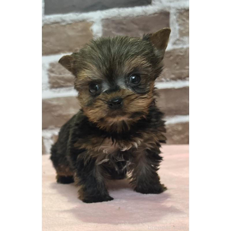 販売中の鹿児島県のヨークシャーテリア-437194の2枚目