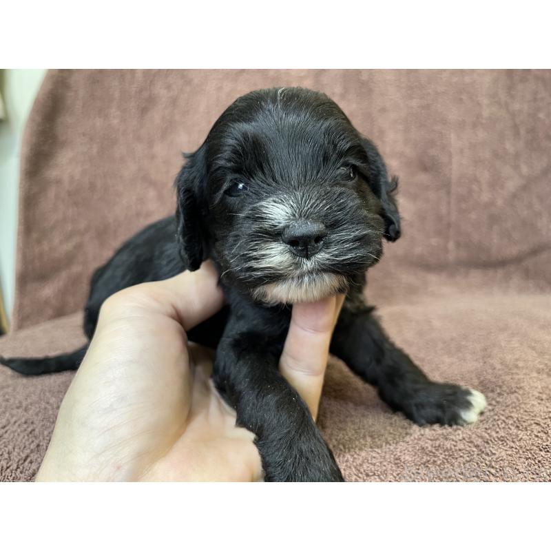 成約済の茨城県のコッカプー:アメリカンコッカースパニエル×トイプードル-437195の15枚目