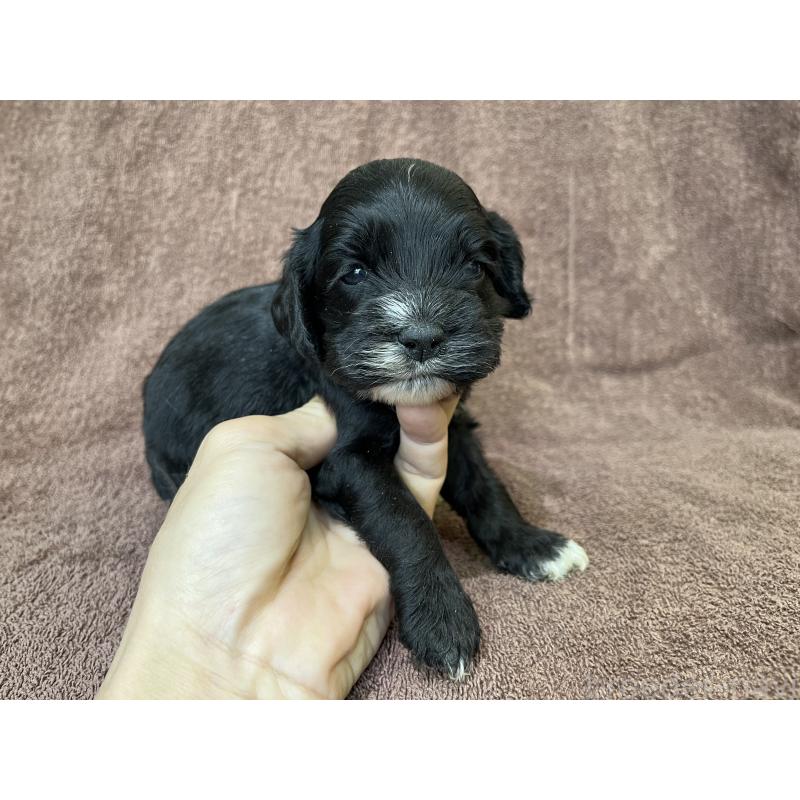 成約済の茨城県のコッカプー:アメリカンコッカースパニエル×トイプードル-437195の14枚目