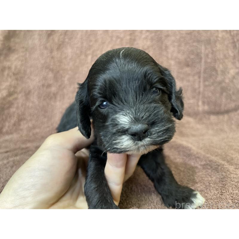 成約済の茨城県のコッカプー:アメリカンコッカースパニエル×トイプードル-437195の13枚目