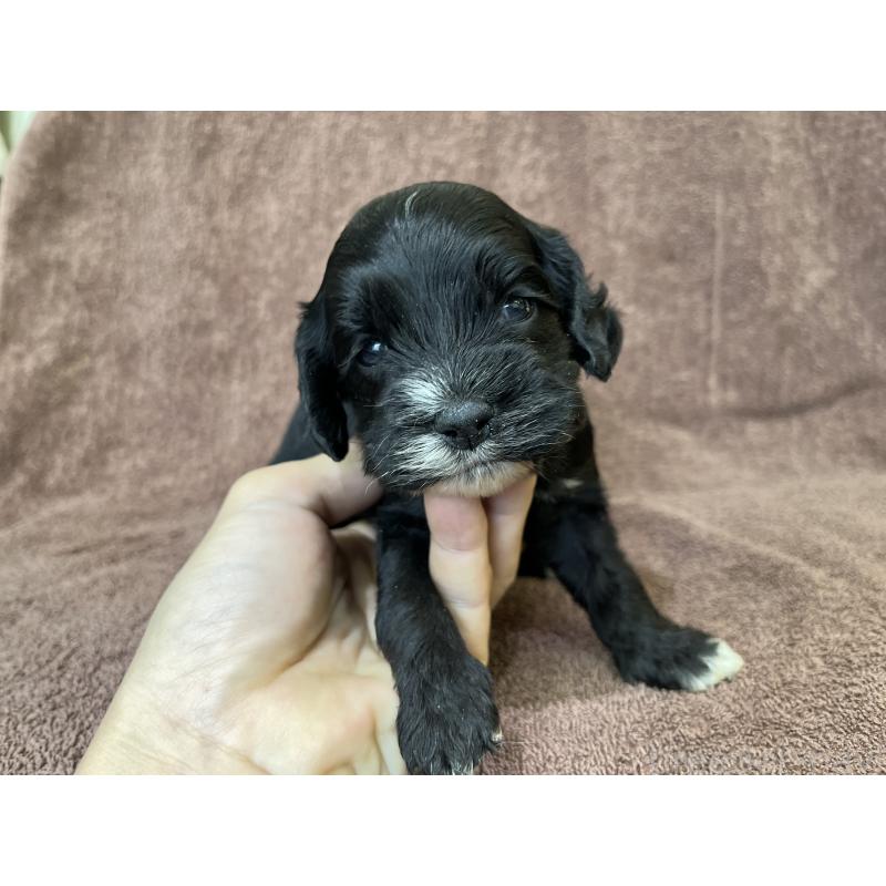 成約済の茨城県のコッカプー:アメリカンコッカースパニエル×トイプードル-437195の12枚目