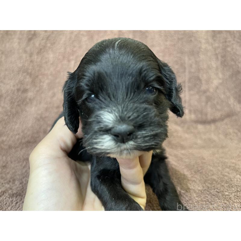 成約済の茨城県のコッカプー:アメリカンコッカースパニエル×トイプードル-437195の11枚目