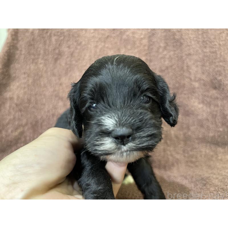 成約済の茨城県のコッカプー:アメリカンコッカースパニエル×トイプードル-437195の10枚目