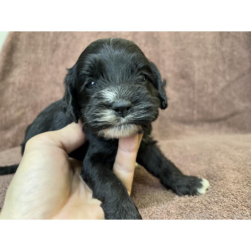 成約済の茨城県のコッカプー:アメリカンコッカースパニエル×トイプードル-437195の8枚目