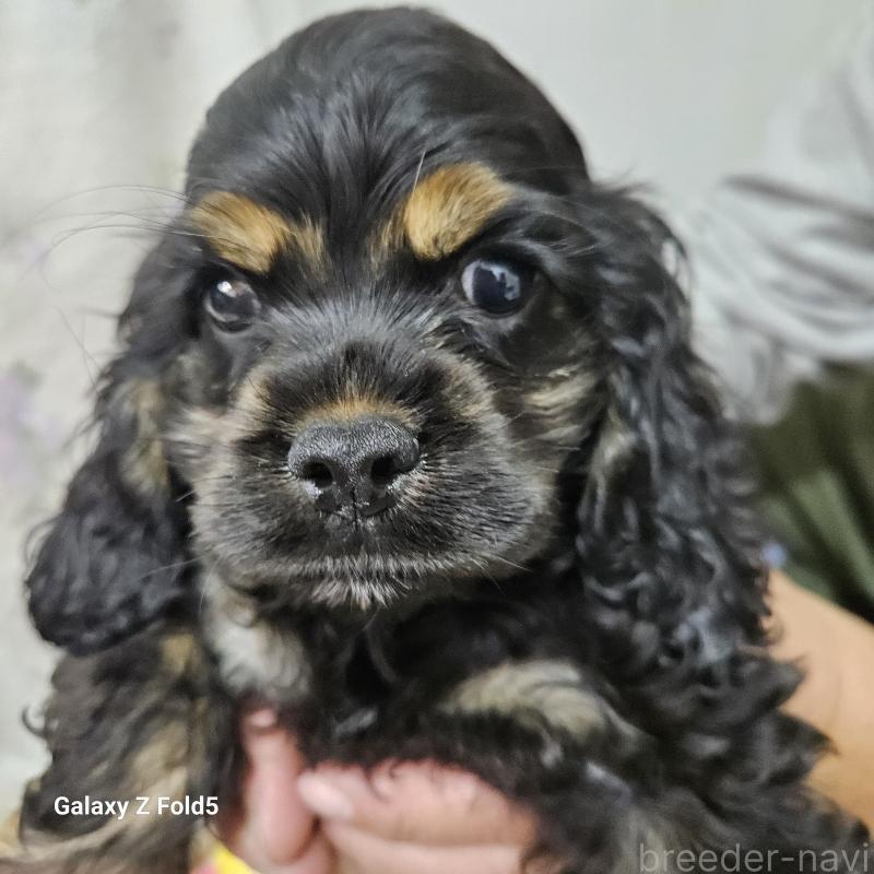 販売中の愛知県のアメリカンコッカースパニエル-437022の1枚目