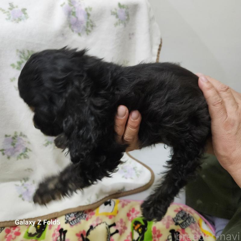 販売中の愛知県のアメリカンコッカースパニエル-437022の3枚目