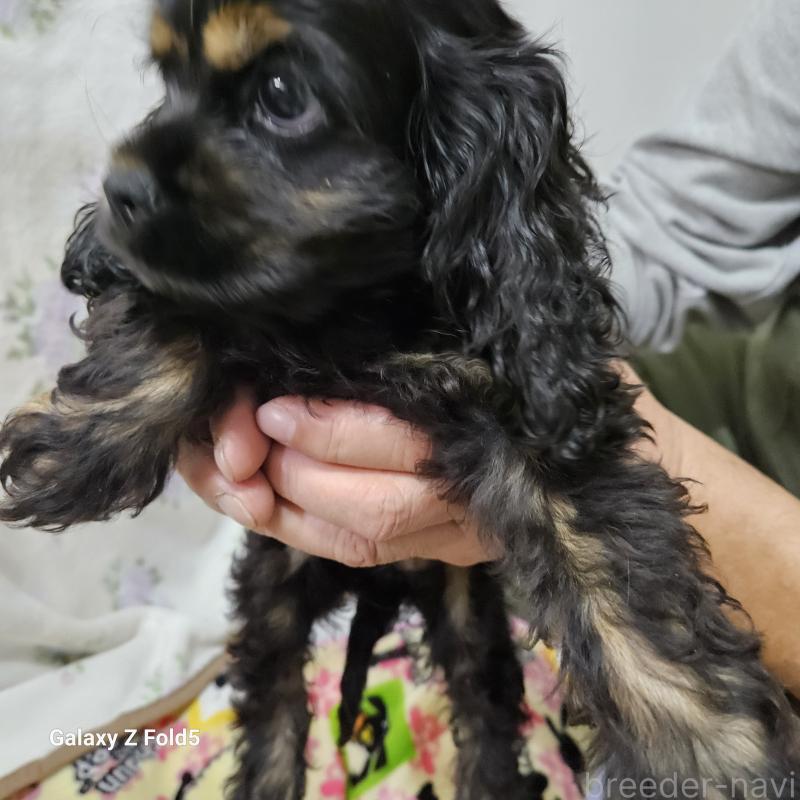 販売中の愛知県のアメリカンコッカースパニエル-437022の2枚目