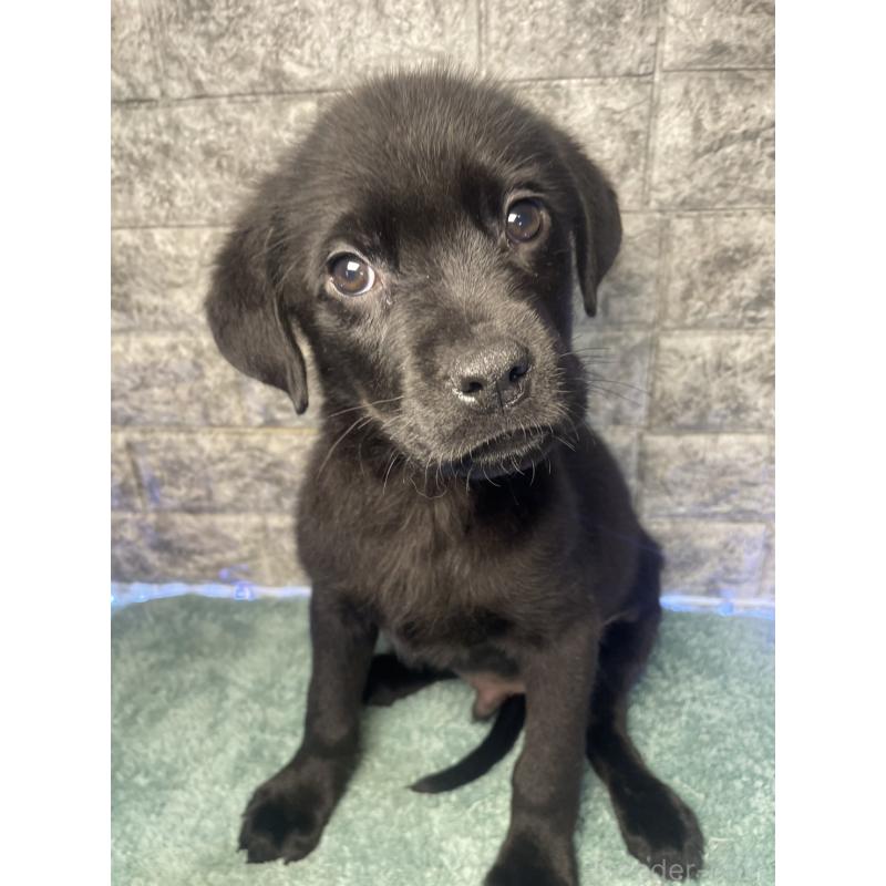 販売中の千葉県のミックス犬-424308の12枚目