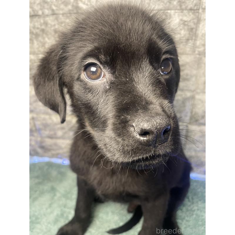 販売中の千葉県のミックス犬-424308の11枚目