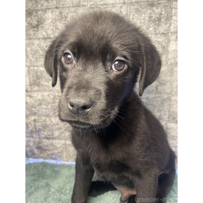 販売中の千葉県のミックス犬-424308の10枚目