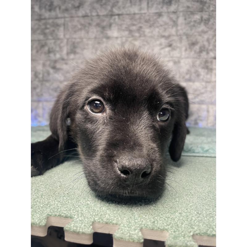 販売中の千葉県のミックス犬-424308の9枚目