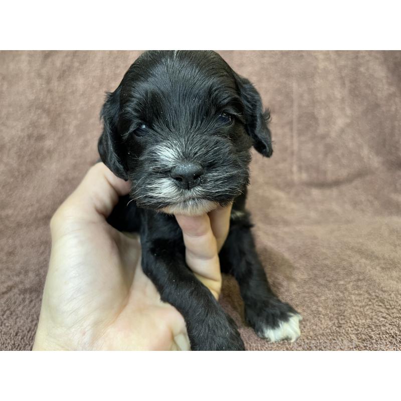 成約済の茨城県のコッカプー:アメリカンコッカースパニエル×トイプードル-437195の7枚目