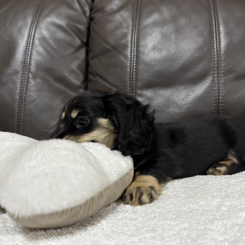 販売中の兵庫県のミニチュアダックスフンド(ロングヘアード)-435904の5枚目