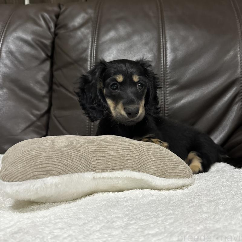 販売中の兵庫県のミニチュアダックスフンド(ロングヘアード)-435904の4枚目