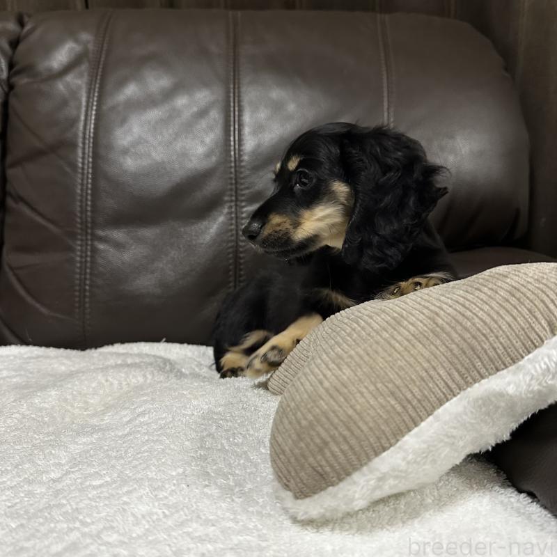 販売中の兵庫県のミニチュアダックスフンド(ロングヘアード)-435904の3枚目