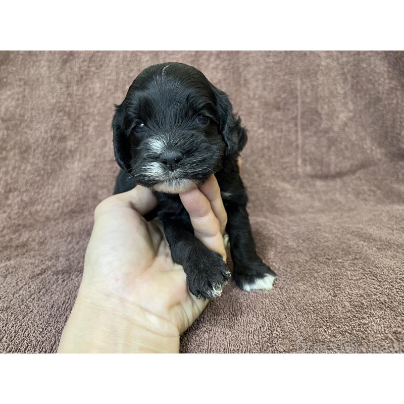 成約済の茨城県のコッカプー:アメリカンコッカースパニエル×トイプードル-437195の5枚目