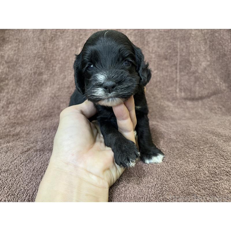 成約済の茨城県のコッカプー:アメリカンコッカースパニエル×トイプードル-437195の4枚目