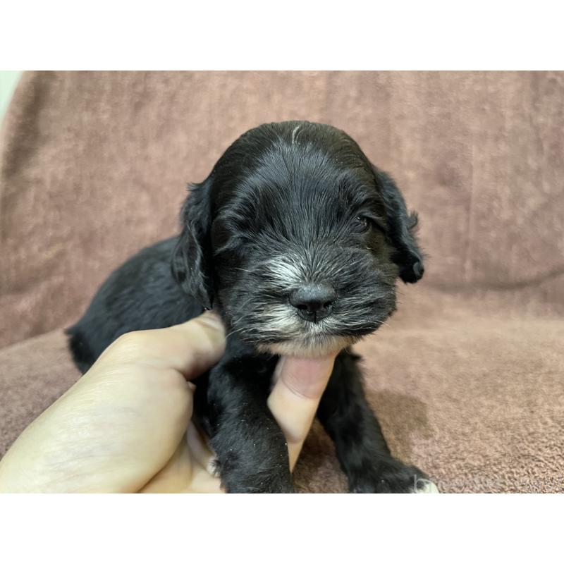 成約済の茨城県のコッカプー:アメリカンコッカースパニエル×トイプードル-437195の3枚目