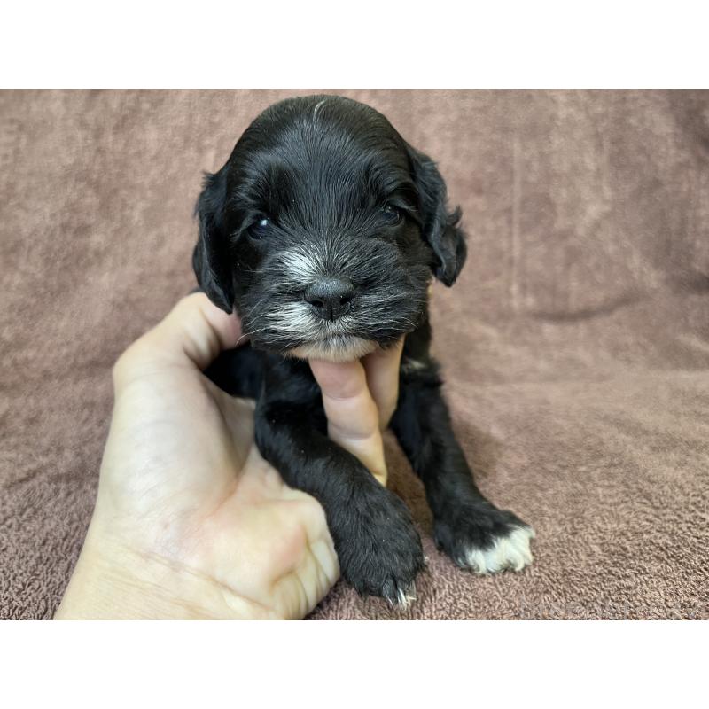 成約済の茨城県のコッカプー:アメリカンコッカースパニエル×トイプードル-437195の2枚目