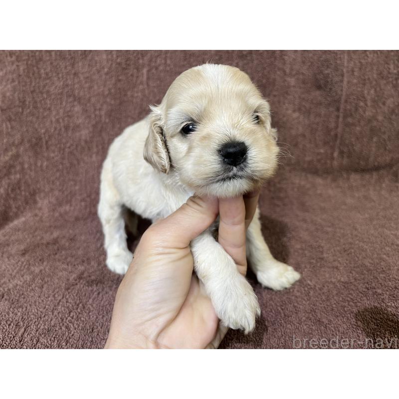 販売中の茨城県のコッカプー:アメリカンコッカースパニエル×トイプードル-437196の14枚目