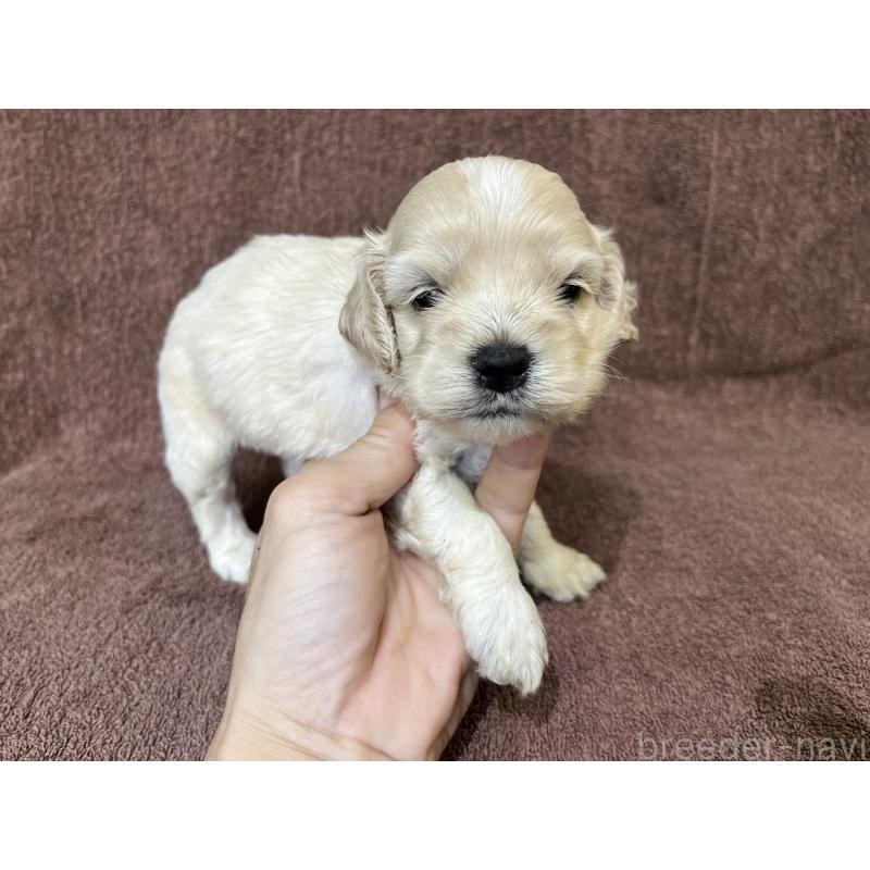 販売中の茨城県のコッカプー:アメリカンコッカースパニエル×トイプードル-437196の13枚目