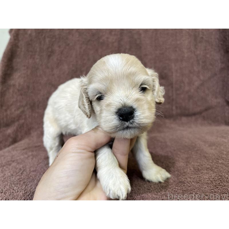 販売中の茨城県のコッカプー:アメリカンコッカースパニエル×トイプードル-437196の12枚目