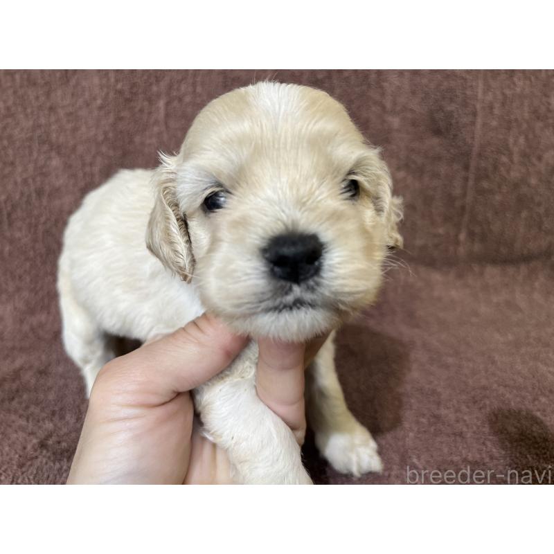 販売中の茨城県のコッカプー:アメリカンコッカースパニエル×トイプードル-437196の11枚目