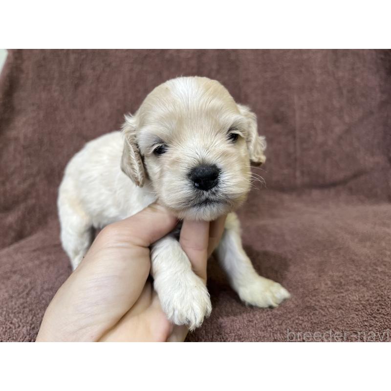 販売中の茨城県のコッカプー:アメリカンコッカースパニエル×トイプードル-437196の9枚目