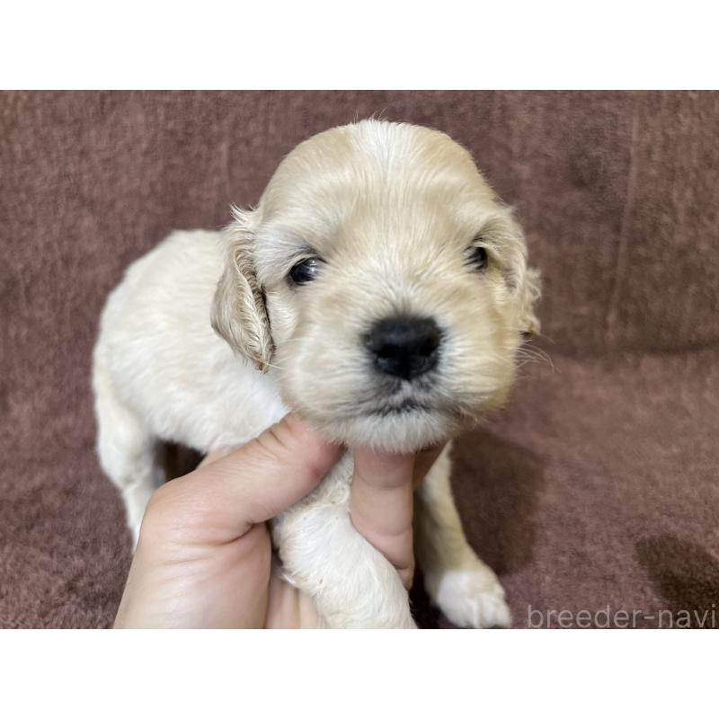 販売中の茨城県のコッカプー:アメリカンコッカースパニエル×トイプードル-437196の8枚目